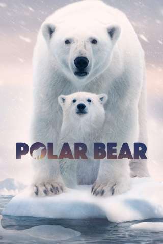 Polar Bear [HD] (2022 CB01)